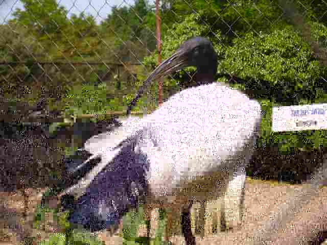 ibis.jpg