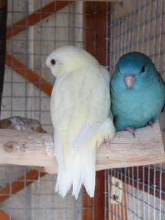 turquoise ino2.jpg