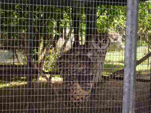 hibou criard.jpg