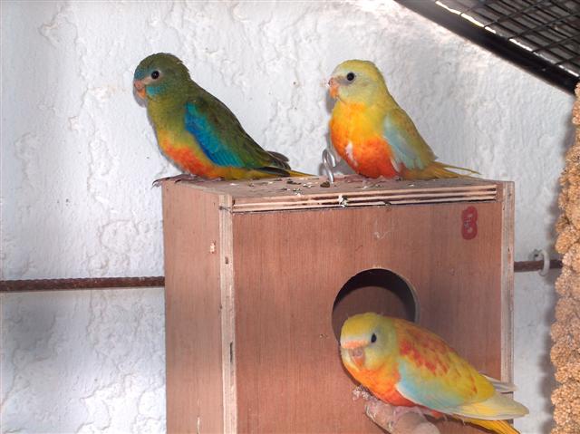 REPRO 2009 Turquoisines Mutation 029 (Small).jpg