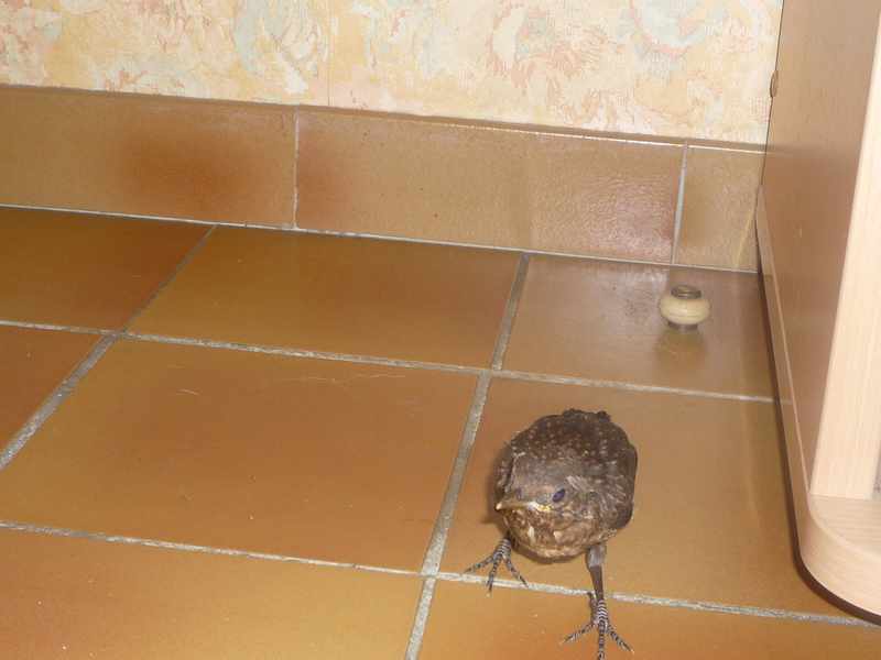 animaux 031.JPG