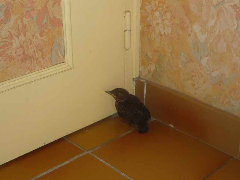 animaux 033.JPG