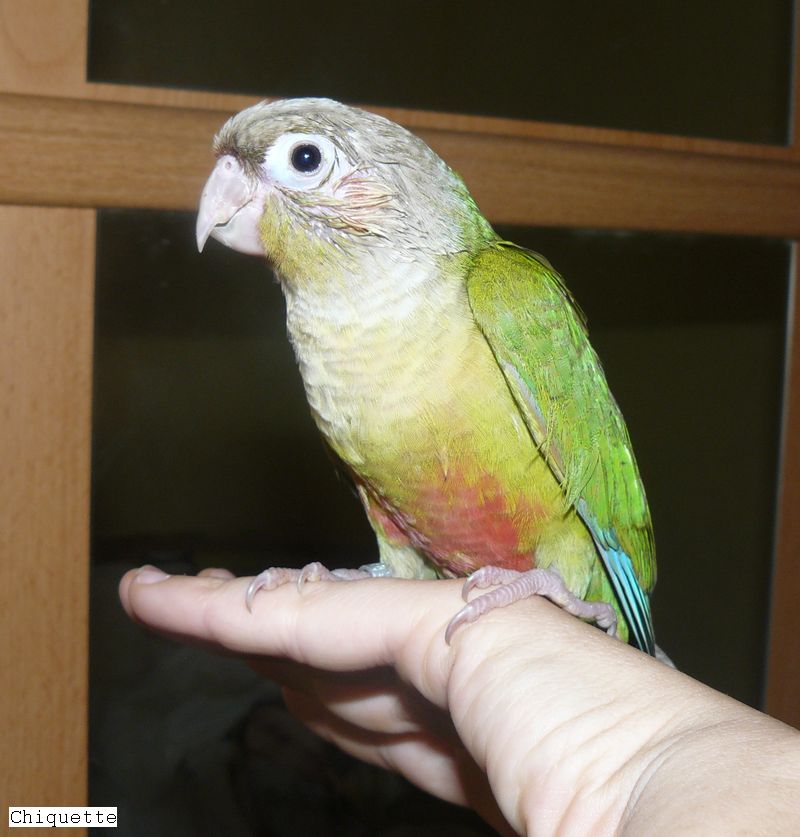 femelle cin2.jpg