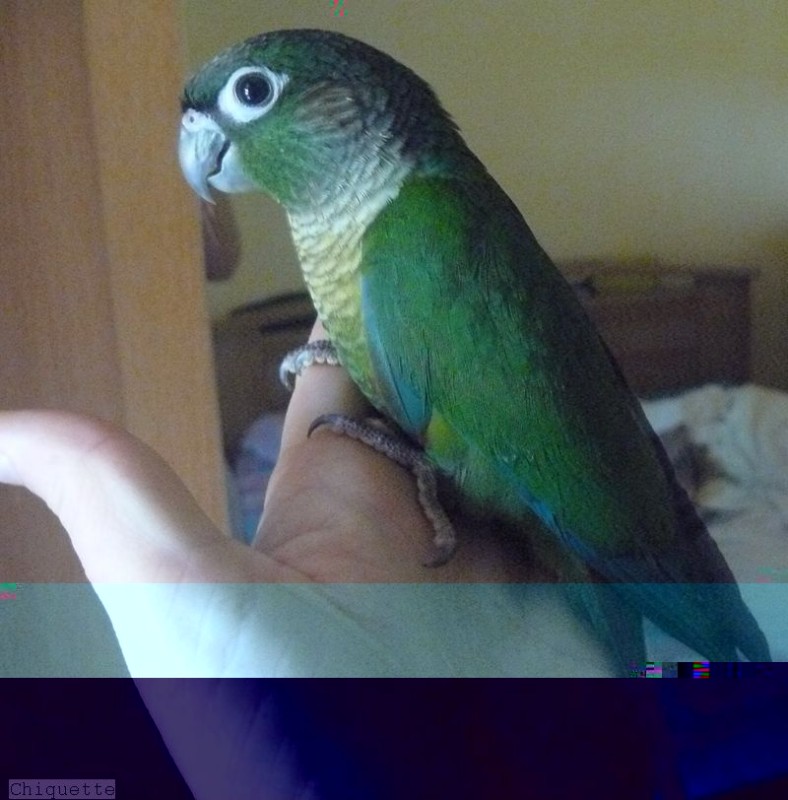 Molinae vert.jpg