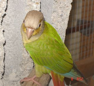DSC01074pyrrhu.jpg