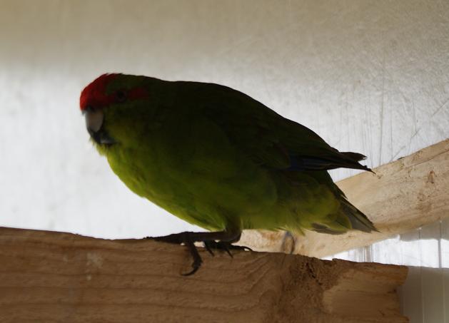 kakariki5.jpg