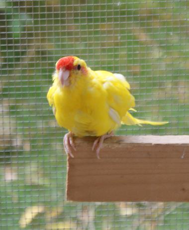 kakariki 2.jpg