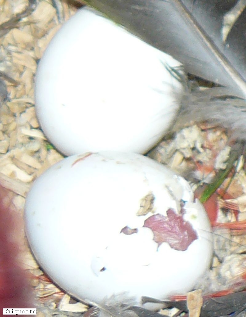 Eclectus 09.2.jpg