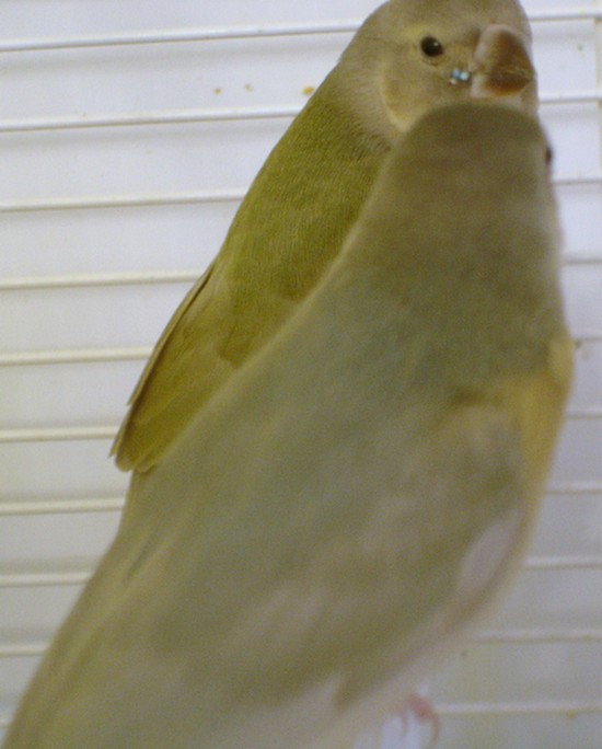 bÃ©bÃ© pastel bleu.1.jpg