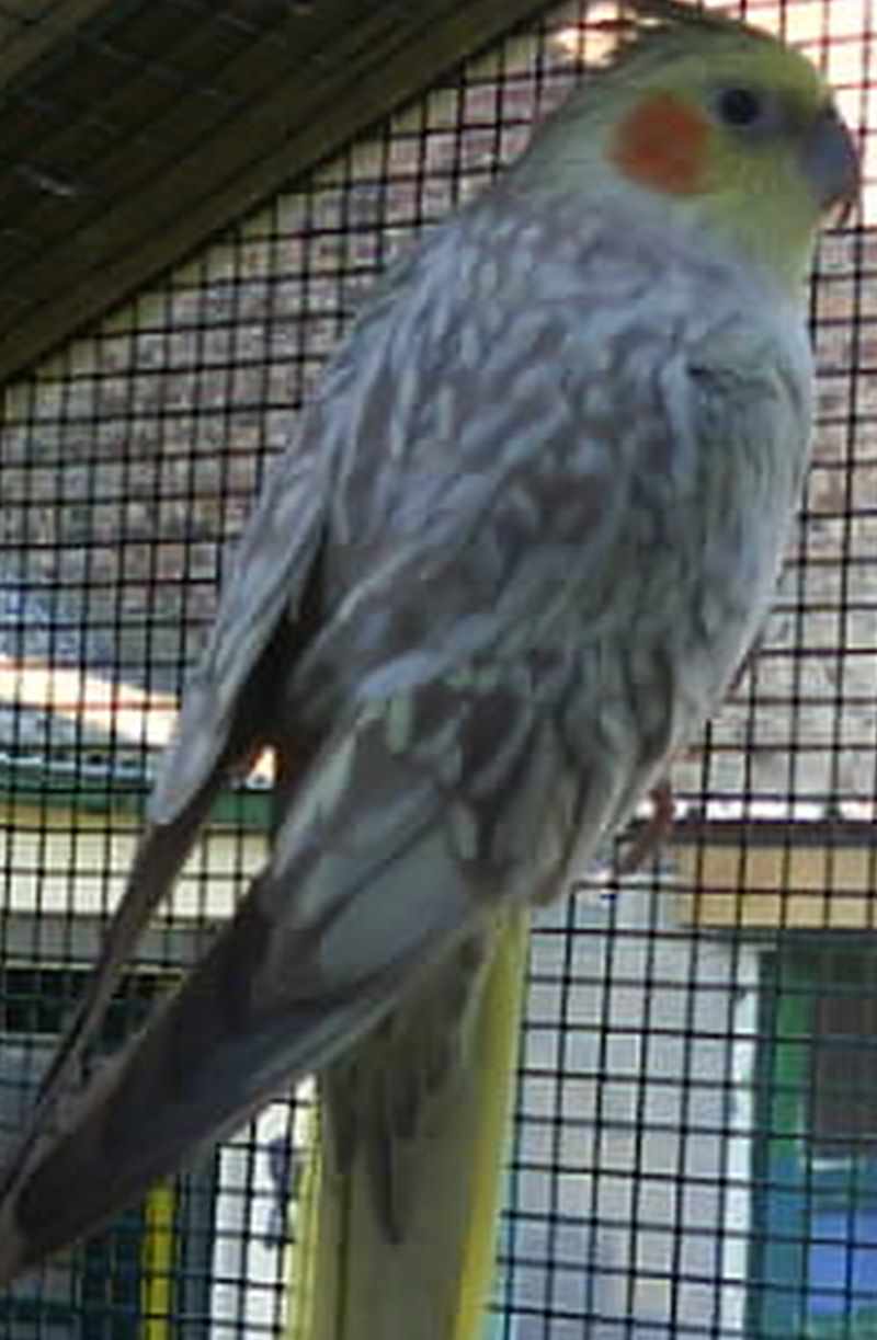 mes oiseaux 0111.jpg
