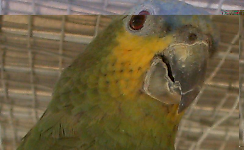 femellle.jpg