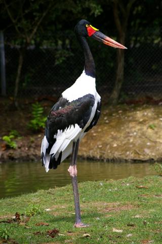IMGP9107 (Small).JPG
