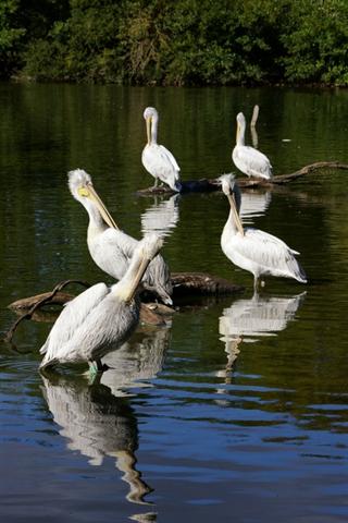 IMGP9264 (Small).JPG