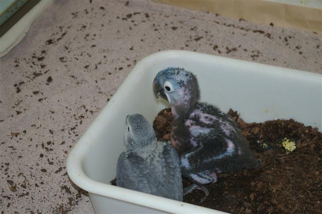 bb hyacinte.JPG