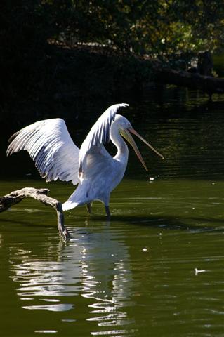 IMGP9263 (Small).JPG