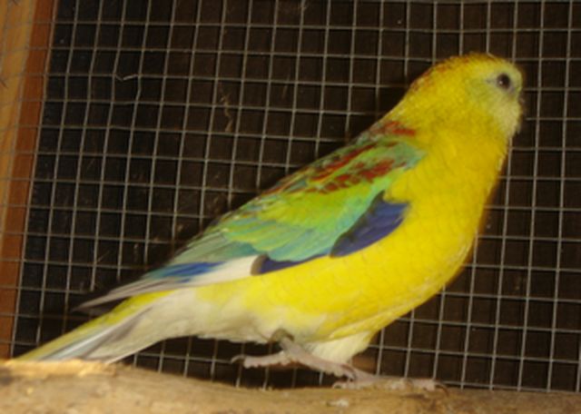 oiseaux papa 002.JPG