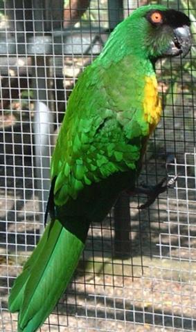 perroquet vert (Small).jpg