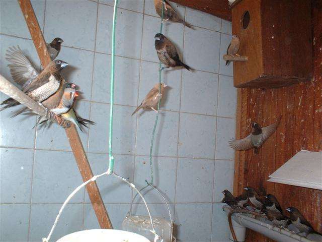 BECS D' ARGENT 09 2005 005 (Small).jpg