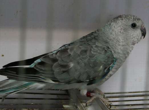 gris1.jpg