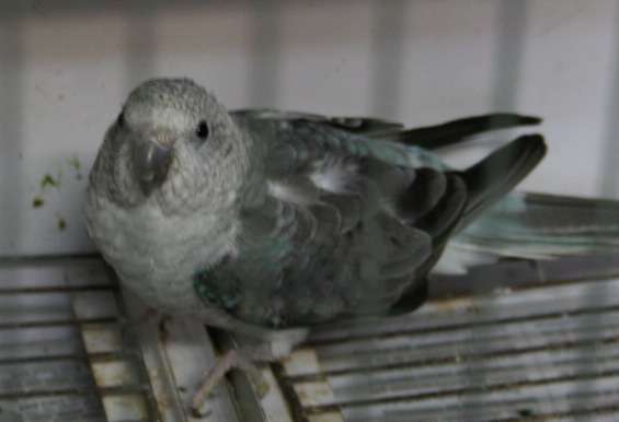 gris2.jpg