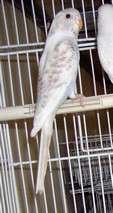nvc bleue claires ailes blanches cinnamon  femelle oct 2009.jpg