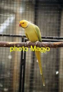 m%3F%3Fle%20buttercup%20R2.jpg
