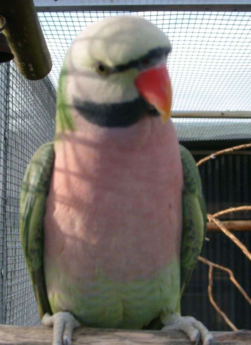 male mo.jpg