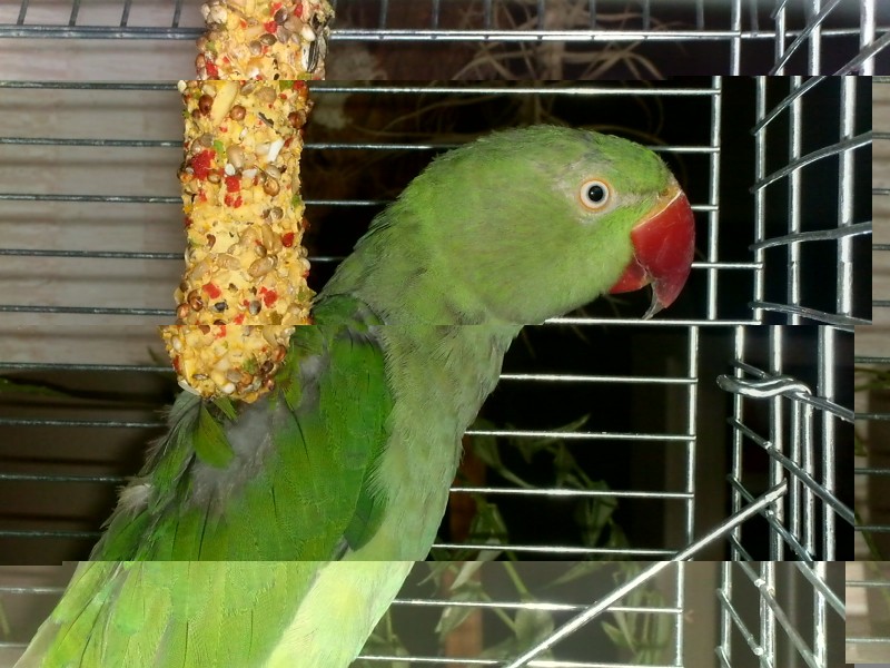 oiseaux 007.jpg