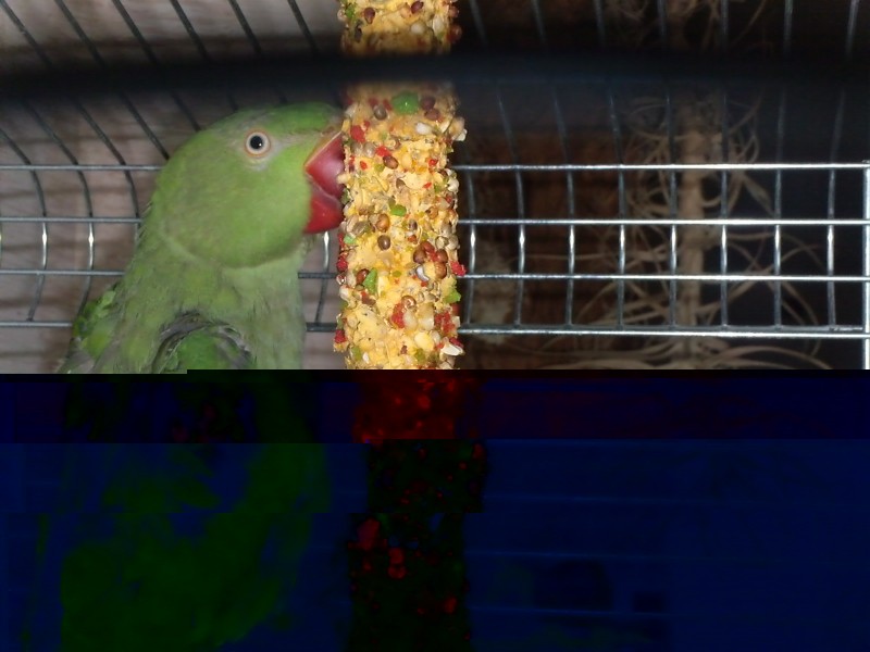 oiseaux 010.jpg