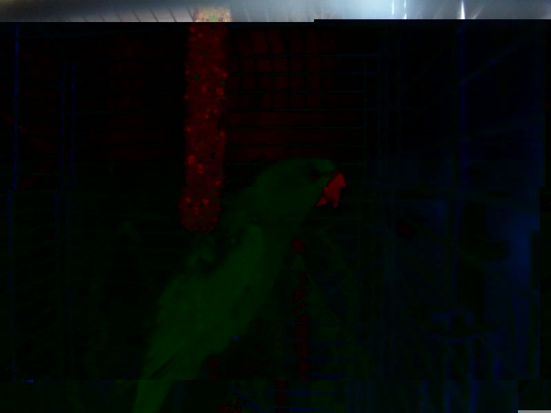 oiseaux 005.jpg