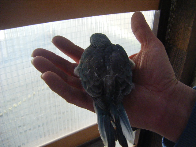 DSCF3703.JPG