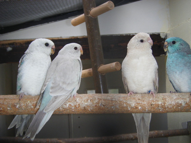 DSCF3726.JPG