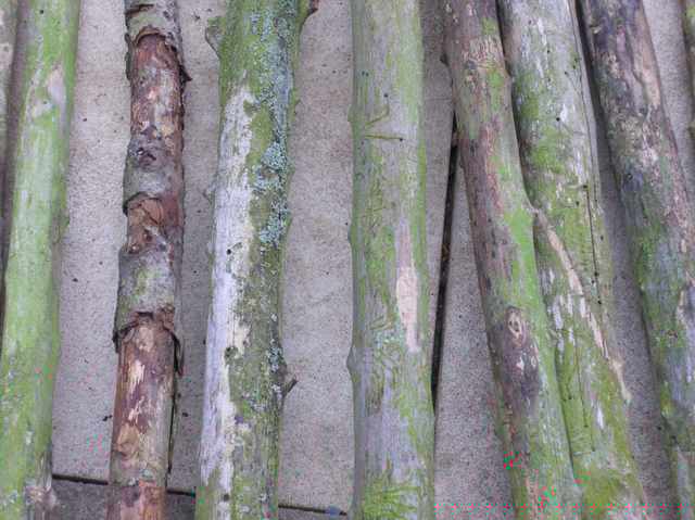 IMGP1259.1.jpg