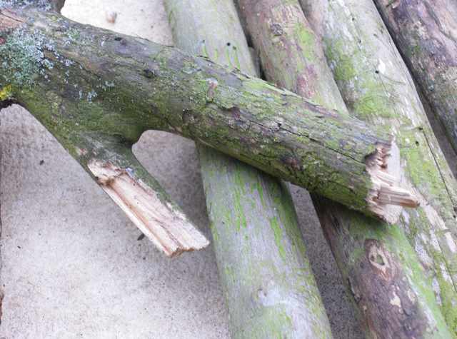 IMGP1261.1.jpg
