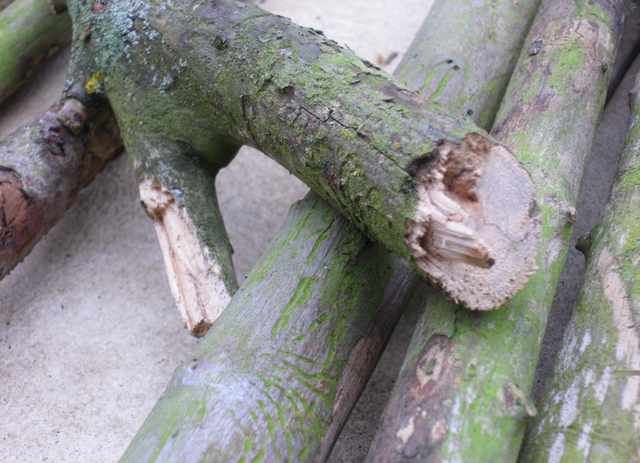 IMGP1262.1.jpg