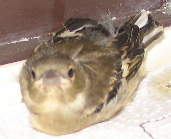 20100606 001a.jpg