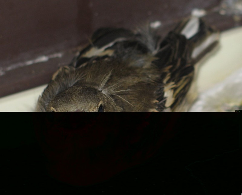 20100606 002aa.jpg