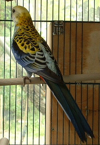 DSCF0021.JPG