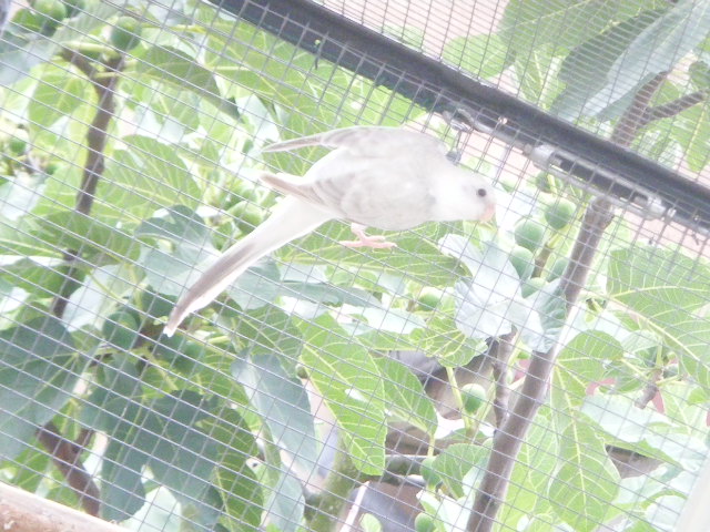 DSCF4194.JPG