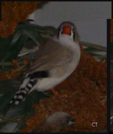 femelle DP.jpg