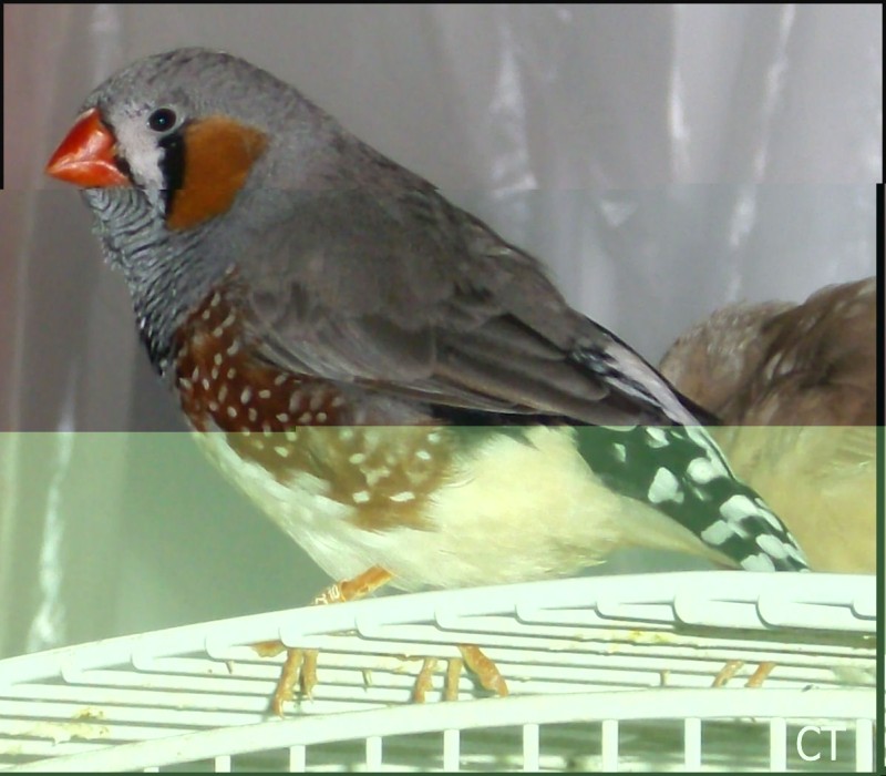 male gris PJN.jpg