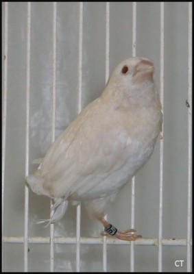 mdj ino belge.jpg