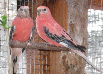 009.jpg (70.41 Kio) Vu 1798 fois 009.jpg