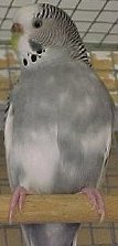 v_grey1[1].jpg