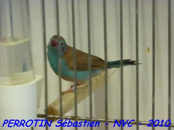 Cordon Bleu.jpg