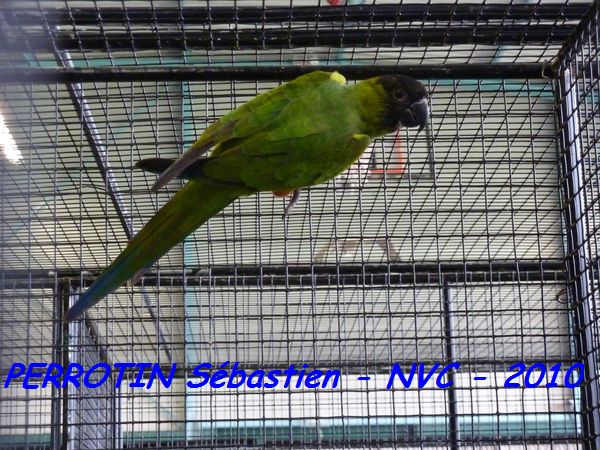Conure Nanday.jpg