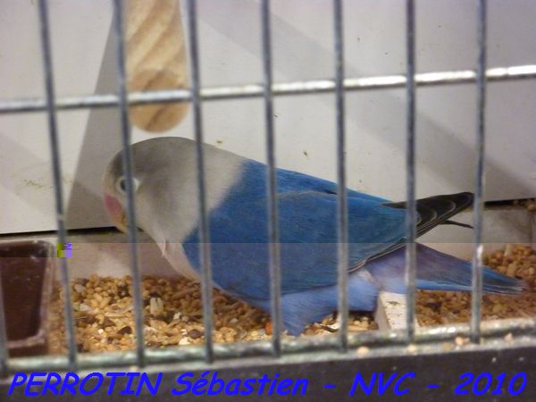 Fischer Cobalt.jpg
