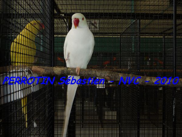 'Asie Albino.jpg