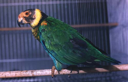 vulturineparrotweb.jpg