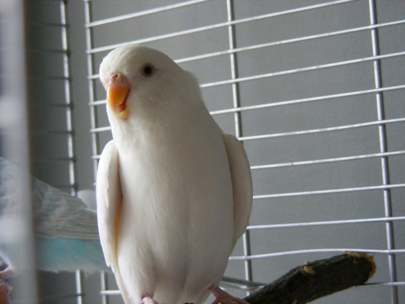 Lola 002.jpg